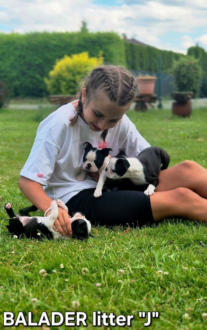 balader boston terrier puppies štěňata