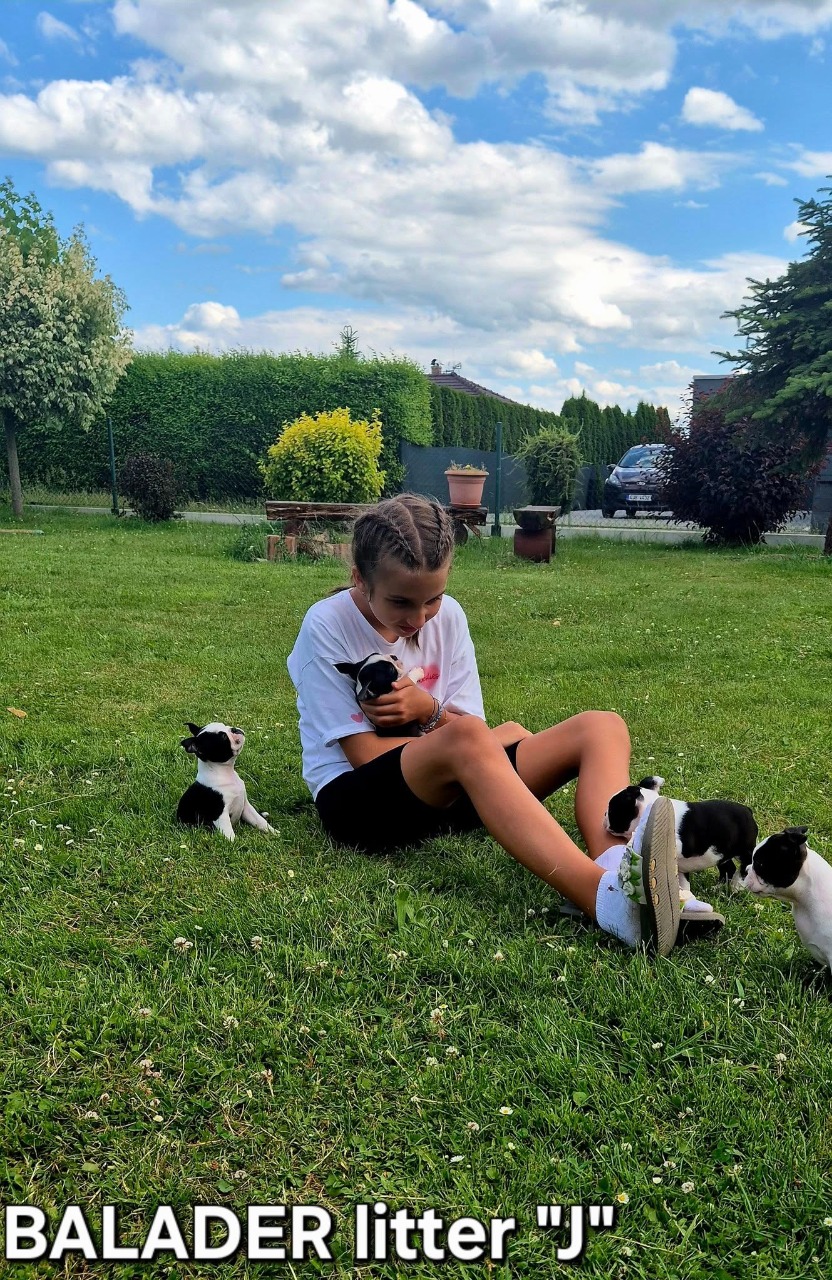 balader boston terrier puppies štěňata
