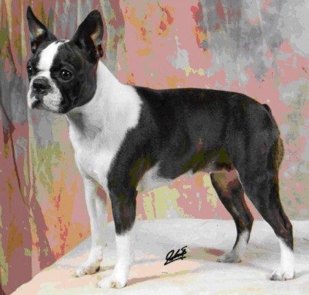 Mother: Ch.Cabanterra Vicenza